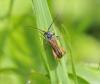 Stenopterus rufus